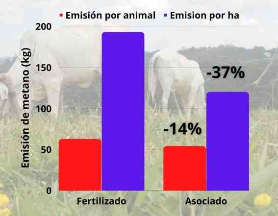 Emisiones de CH<sub>4</sub> entérico en pasturas fertilizadas y asociadas con Arachis pintoi en Minas Gerais, Brasil.  